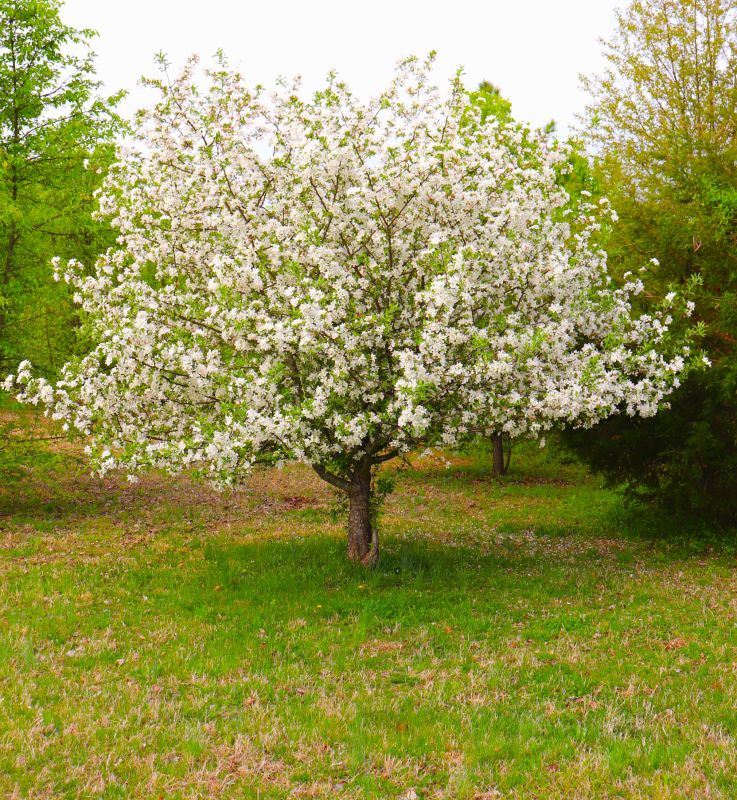 Spring Dogwood Tree Trimming