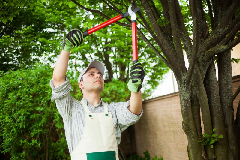 Dogwood Tree Trimming