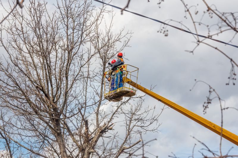 Dogwood Tree Trimming