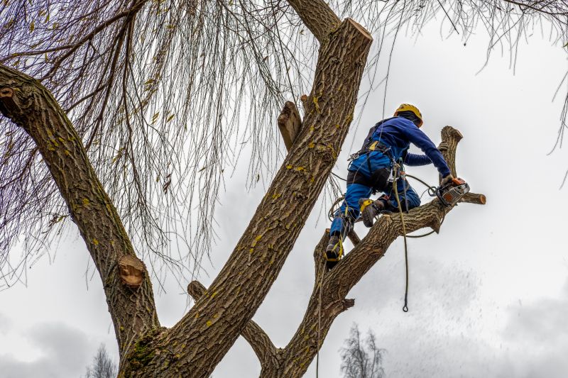Tree Canopy Thinning