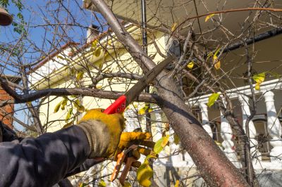 Dogwood Tree Trimming