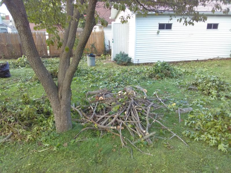 Dogwood Tree Trimming