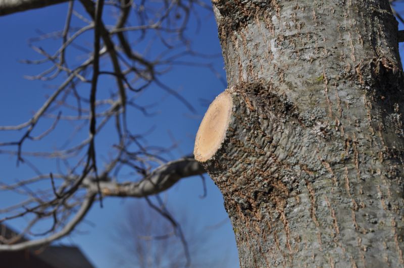 Dogwood Tree Trimming detail