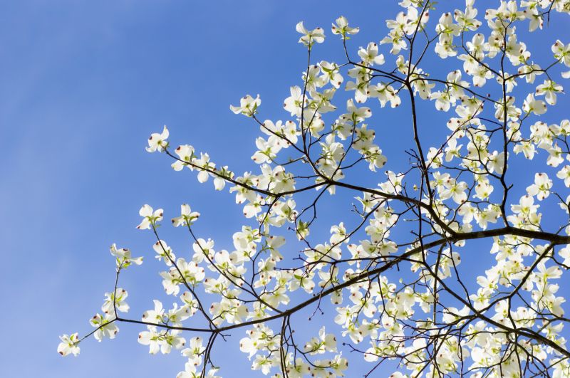 Dogwood Tree Trimming detail