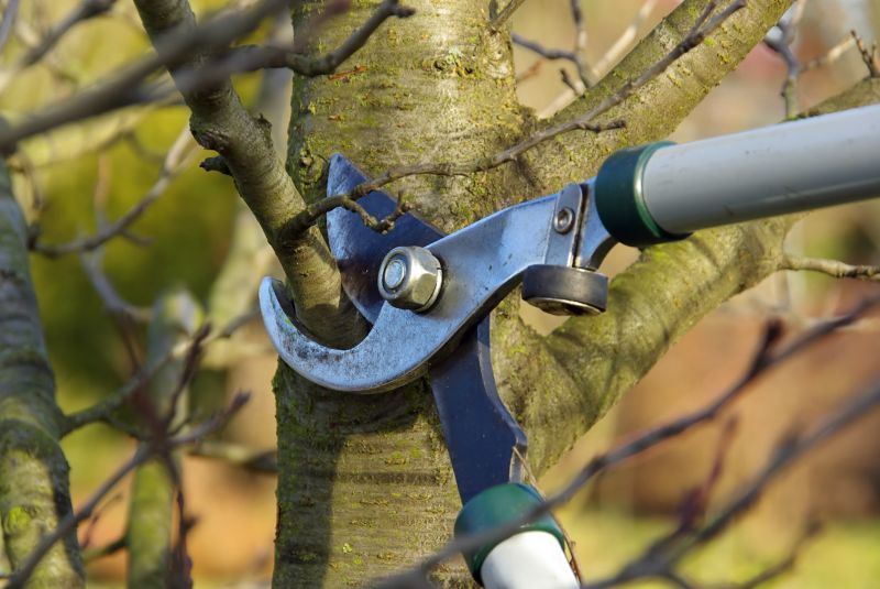 Limbs Trimming
