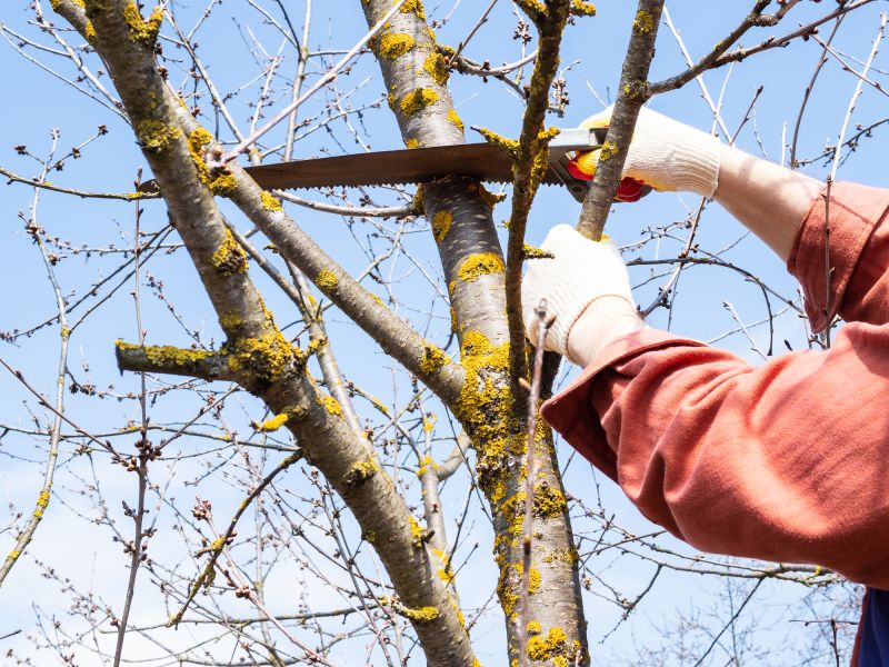 Limbs Trimming