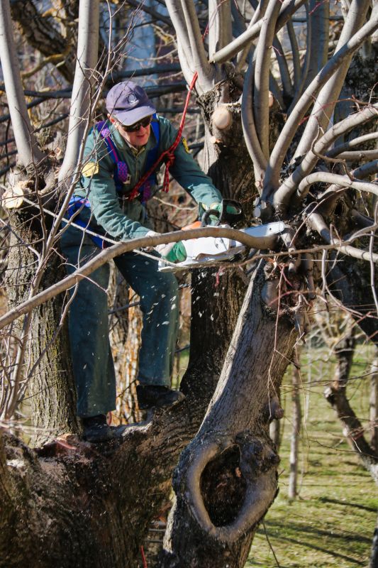 Limbs Trimming