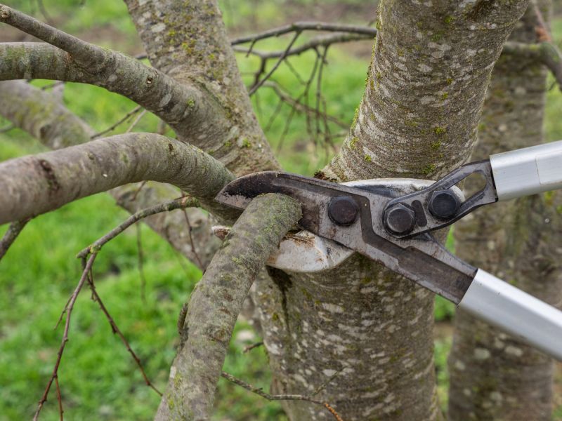 Tree Canopy Thinning
