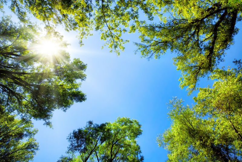 Tree Canopy Thinning