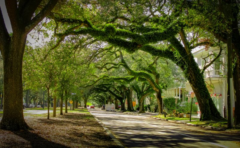 Tree Canopy Thinning