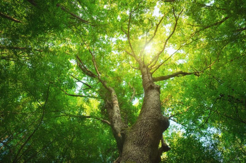 Tree Canopy Thinning