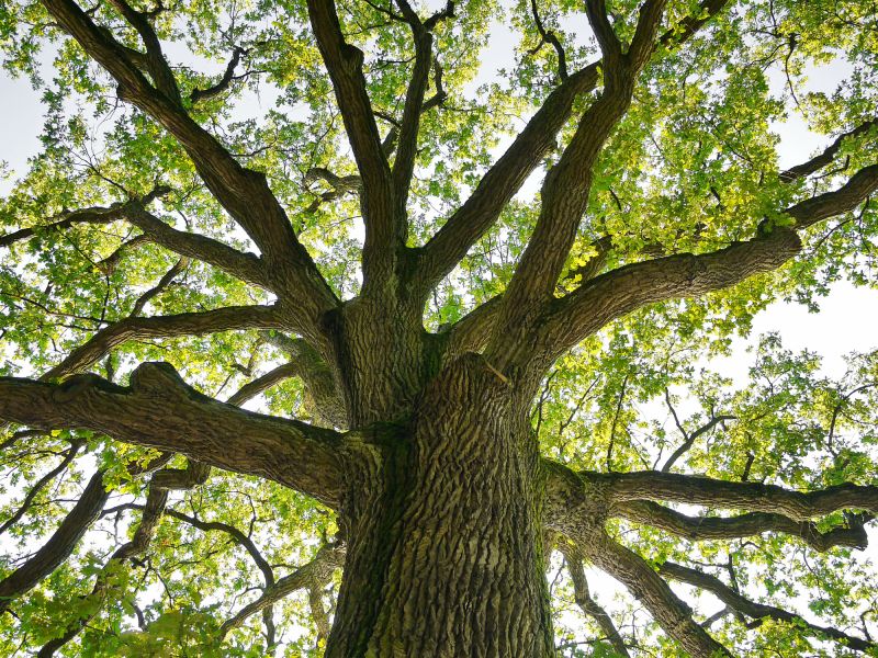 Tree Crown Shaping