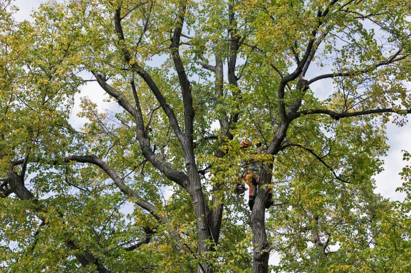 Tree Crown Shaping