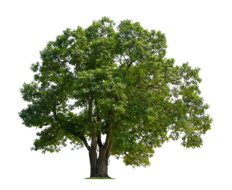 Tree Crown Shaping