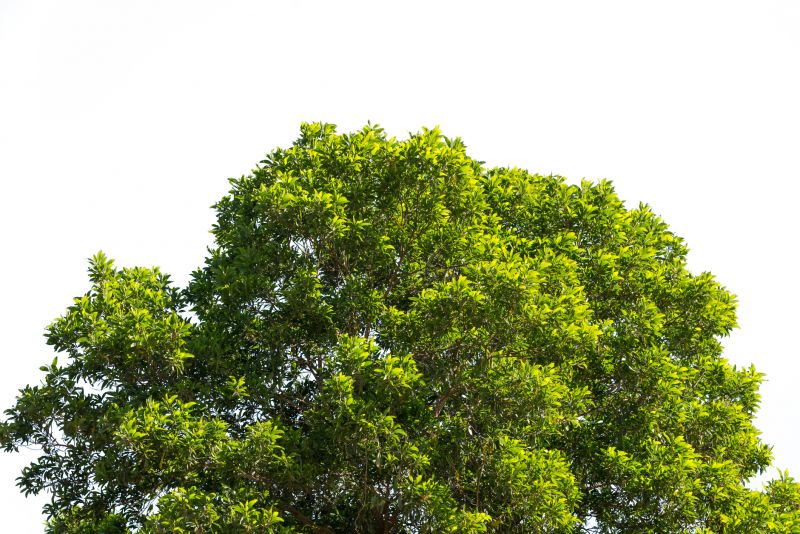 Tree Crown Shaping