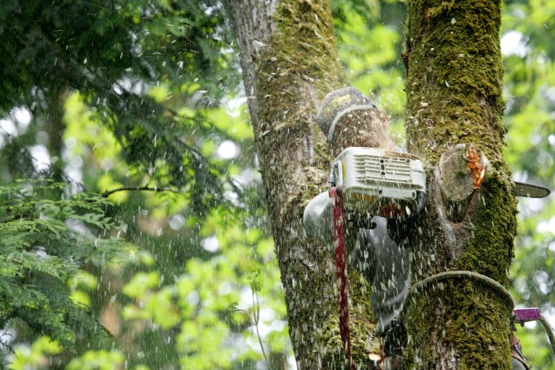 Tree Lopping Service