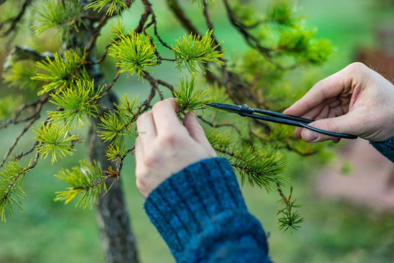 Tree Pruning