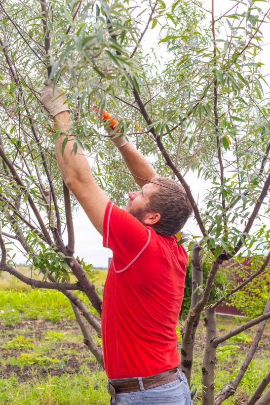 Tree Pruning