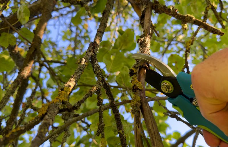 Tree Shearing