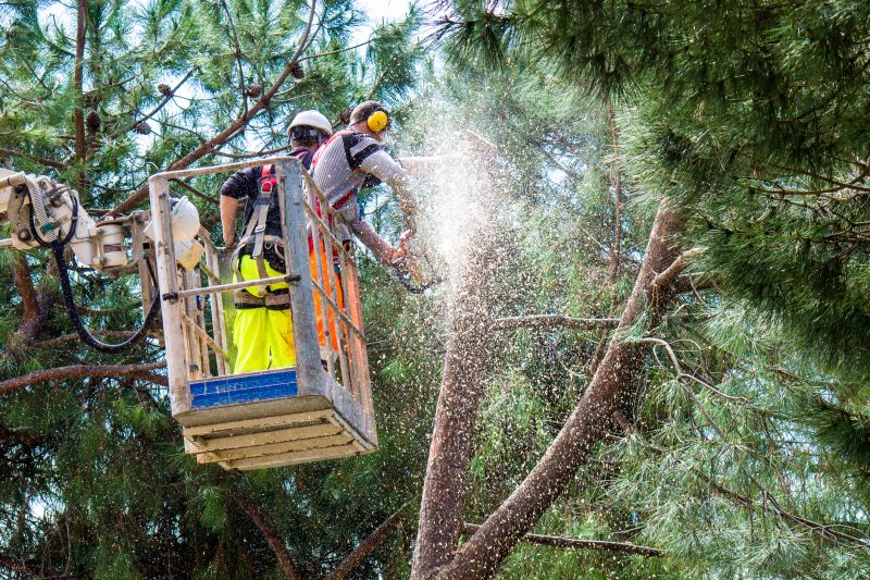 Tree Shearing