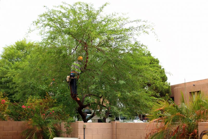 Tree Trimming Service